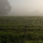 Autumn mist over the fields | Flying Colours Foster Care