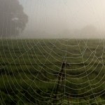 Autumn mist over the fields | Flying Colours Foster Care